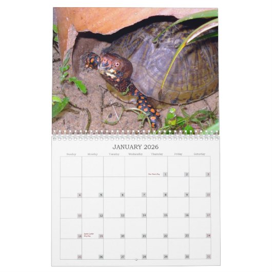 Texas Box Turtle Calendar Kalender (Jan 2026)