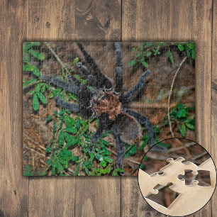 Texas Brown Tarantula Legpuzzel
