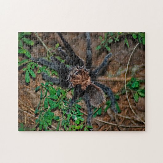 Texas Brown Tarantula Legpuzzel (Horizontaal)