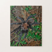 Texas Brown Tarantula Legpuzzel (Verticaal)