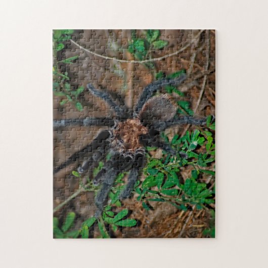 Texas Brown Tarantula Legpuzzel (Verticaal)