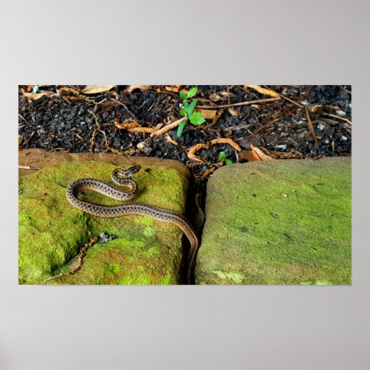 Texas-bruine slang poster (Voorkant)