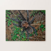 Texas Bruine Tarantula Legpuzzel (Horizontaal)