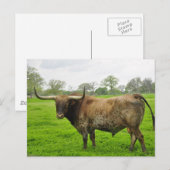 Texas Burnt Sinaasappel Longhorn Steer Briefkaart (Voorkant / Achterkant)