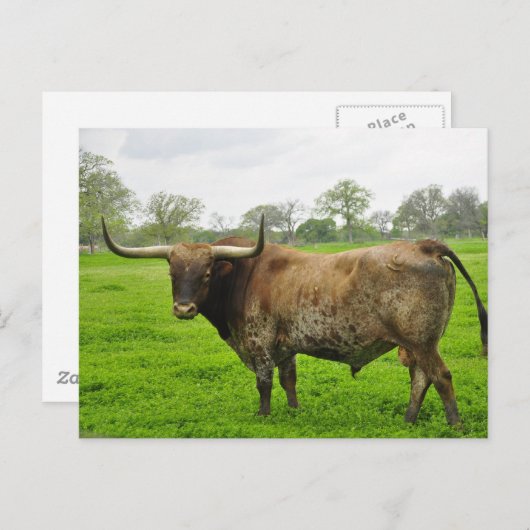 Texas Burnt Sinaasappel Longhorn Steer Briefkaart (Voorkant / Achterkant)