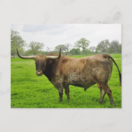 Texas Burnt Sinaasappel Longhorn Steer Briefkaart (Voorkant)