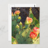 Texas Cactus 2 Briefkaart (Voorkant / Achterkant)