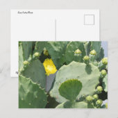 Texas Cactus Flower Briefkaart (Voorkant / Achterkant)