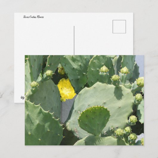 Texas Cactus Flower Briefkaart (Voorkant / Achterkant)