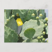 Texas Cactus Flower Briefkaart (Voorkant)