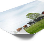 Texas Cattle and Old Red Barn Foto Afdruk (Hoek)