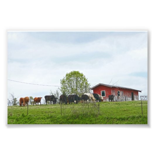 Texas Cattle and Old Red Barn Foto Afdruk (Voorkant)