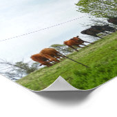 Texas Cattle and Old Red Barn Poster (Hoek)