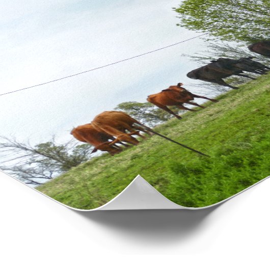 Texas Cattle and Old Red Barn Poster (Hoek)