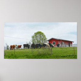 Texas Cattle and Old Red Barn Poster