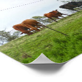 Texas Cattle and Old Red Barn Poster (Hoek)