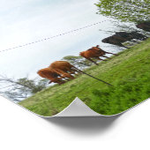 Texas Cattle and Old Red Barn Poster (Hoek)