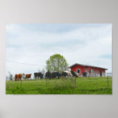 Texas Cattle and Old Red Barn Poster (Voorkant)