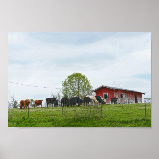 Texas Cattle and Old Red Barn Poster (Voorkant)