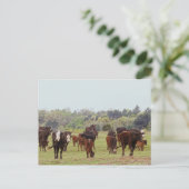 Texas Cattle Briefkaart (Staand voorkant)