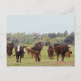 Texas Cattle Briefkaart