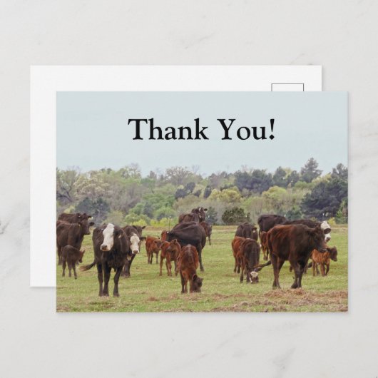 Texas Cattle Briefkaart (Voorkant / Achterkant)