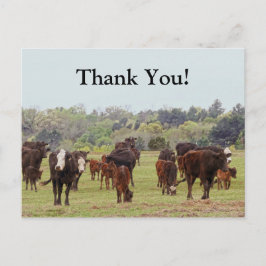Texas Cattle Briefkaart