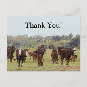 Texas Cattle Briefkaart