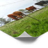 Texas Cattle en Oude Rode Schuur Poster (Hoek)