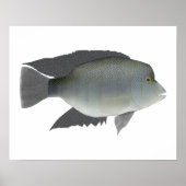 Texas Cichlid Poster (Voorkant)