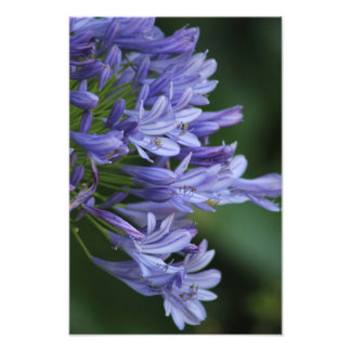 Texas Delight Foto Afdruk