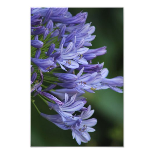 Texas Delight Foto Afdruk (Voorkant)