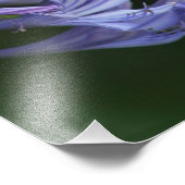 Texas Delight Foto Afdruk (Hoek)