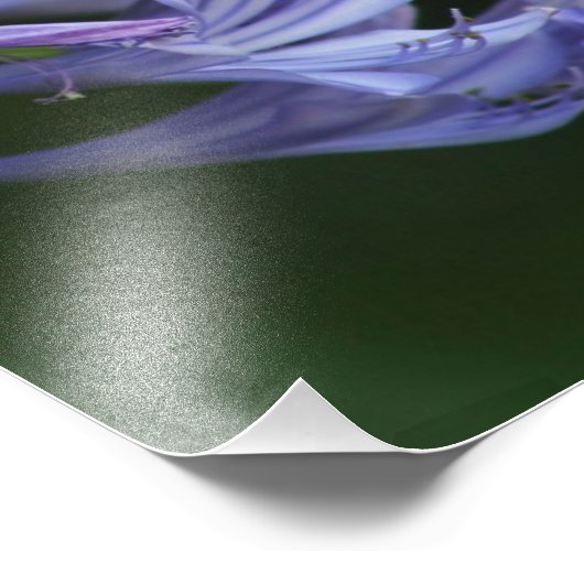 Texas Delight Foto Afdruk (Hoek)