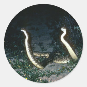 Texas Diamondback Rattlesnakes Ronde Sticker