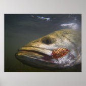 Texas — Gespikkelde forel Poster (Voorkant)