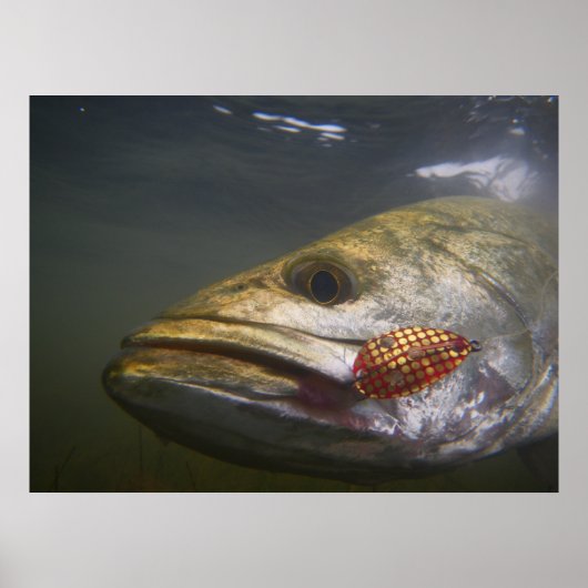 Texas — Gespikkelde forel Poster (Voorkant)