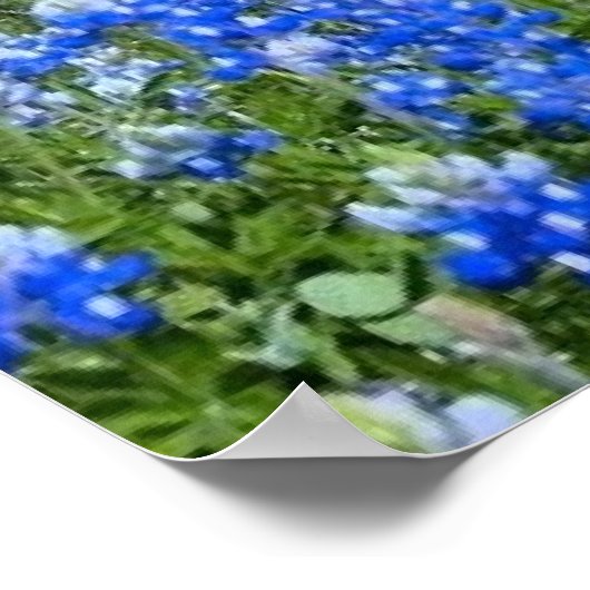 Texas Hill Country Bluebonnets/Cactus Art Print (Hoek)