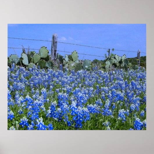 Texas Hill Country Bluebonnets/Cactus Art Print (Voorkant)