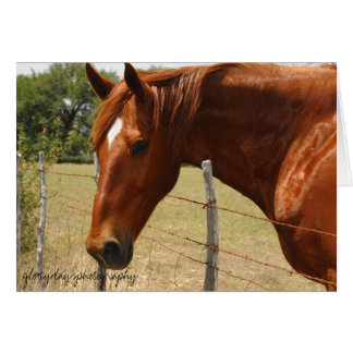 Texas Hill Country Horse