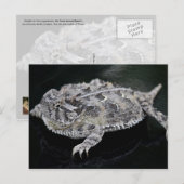 Texas Horned Lizard - Texas State Reptile Briefkaart (Voorkant / Achterkant)
