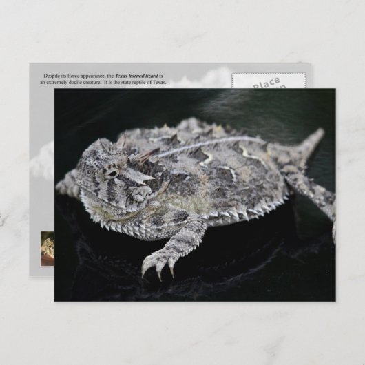 Texas Horned Lizard - Texas State Reptile Briefkaart (Voorkant / Achterkant)