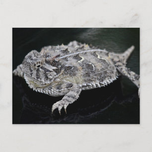Texas Horned Lizard - Texas State Reptile Briefkaart