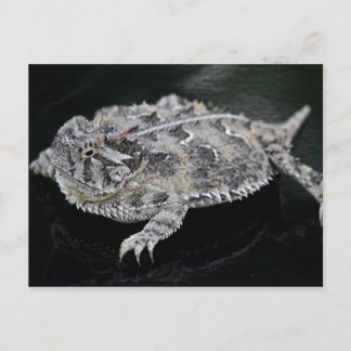 Texas Horned Lizard - Texas State Reptile Briefkaart