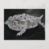 Texas Horned Lizard - Texas State Reptile Briefkaart (Voorkant)
