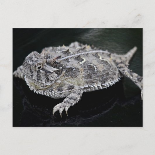 Texas Horned Lizard - Texas State Reptile Briefkaart (Voorkant)