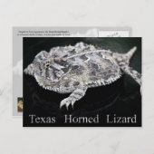 Texas Horned Lizard - Texas State Reptile Briefkaart (Voorkant / Achterkant)