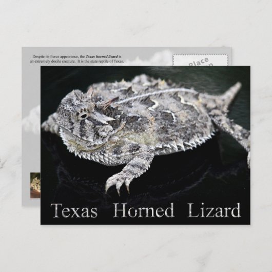 Texas Horned Lizard - Texas State Reptile Briefkaart (Voorkant / Achterkant)
