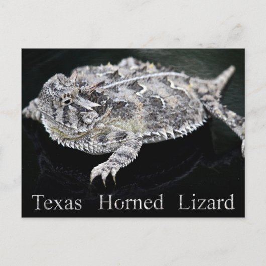 Texas Horned Lizard - Texas State Reptile Briefkaart (Voorkant)