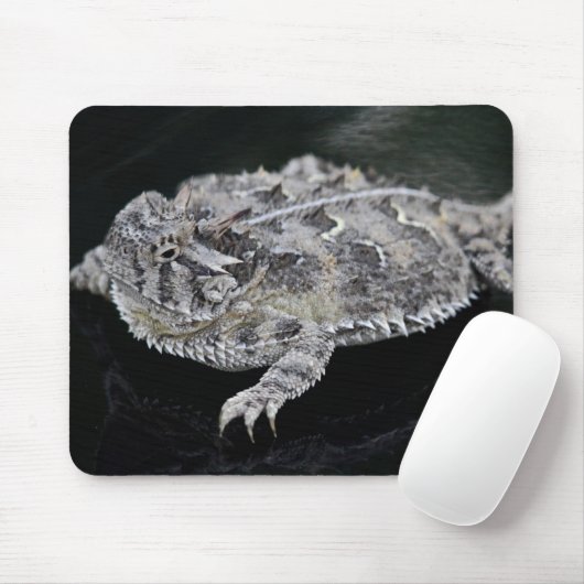 Texas Horned Lizard - Texas State Reptile Muismat (Met muis)